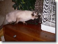Ragdoll (Cat)