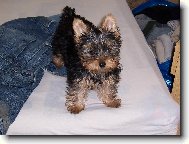 Chinese Crested Dog