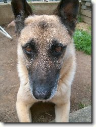 Belgian shepherd dog \(Dog standard\)