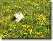 West highland white terrier (Dog standard)
