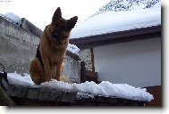 German Shepherd Dog