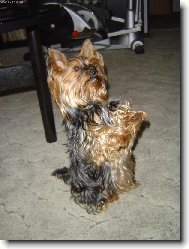 Yorkshire terrier (Dog standard)