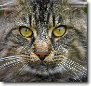 N� kocour Emil