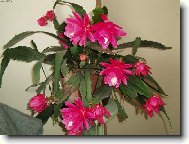 Schlumbergera