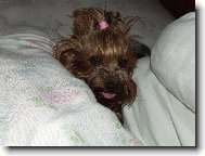 Jork��rsk� terier, Yorkshire Terrier,