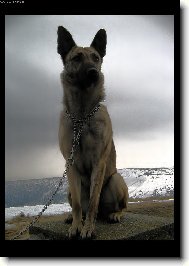 Dutch Shepherd Dog