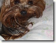 Jork��rsk� terier, Yorkshire Terrier,