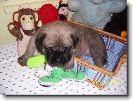 English Mastiff (Dog standard)
