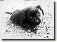 Labrador retriever (Dog standard)