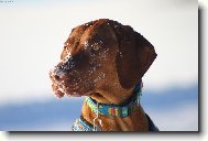 R�vidsz�r� Magyar Vizsla, Hungarian Short-haired Pointing Dog