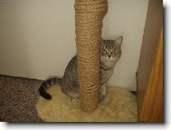 British Shorthair (Cat)