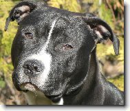 American Staffordshire Terrier Blue Lacy