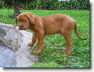 �t�n� Bordoxsk� Dogy:jmenem Arturs