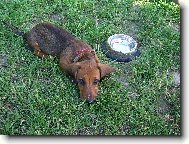 Dachshund (teckel) (Dog standard)