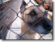 Belgian shepherd dog \(Dog standard\)