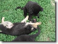 German shepherd dog (Dog standard)