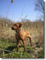 Rhodesian ridgeback (Dog standard)
