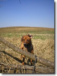 Rhodesian ridgeback (Dog standard)