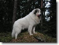 Chien de Montagne des Pyr�n�es