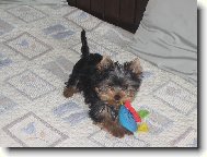 Jork��rsk� terier, Yorkshire Terrier,