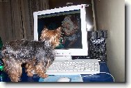 Jork��rsk� terier, Yorkshire Terrier,