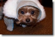 Jork��rsk� terier, Yorkshire Terrier,