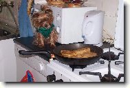 Jork��rsk� terier, Yorkshire Terrier,