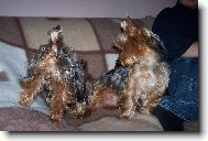 Jork��rsk� terier, Yorkshire Terrier,