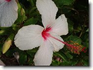 Ibi�kologie