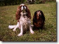 Cavalier King Charles Spaniel