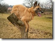 Belgian shepherd dog \(Dog standard\)