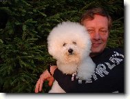 Bichon � poil fris�, Bichon Frise