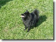 Deutscher spitz - Kleinspitz, German Spitz � Miniature Spitz