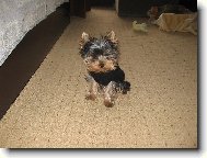 Jork��rsk� terier, Yorkshire Terrier,