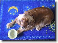 Sussex spaniel \(Dog standard\)