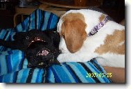 European Shorthair Cat