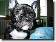 Bouledogue francais, French Bulldog