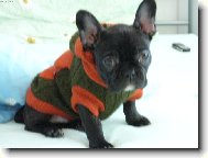 Bouledogue francais, French Bulldog