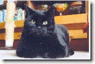 European Shorthair Cat