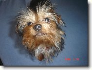 Jork��rsk� terier, Yorkshire Terrier,