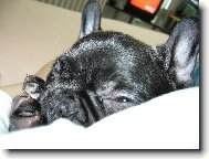 Bouledogue francais, French Bulldog