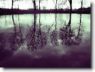 Odraz v rybn�ce...