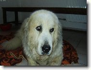 Pyrenean mountain dog \(Dog standard\)