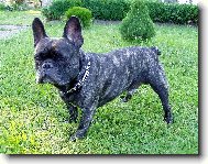 Bouledogue francais, French Bulldog