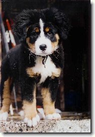 Berner Sennenhund