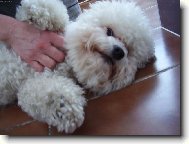 Bichon � poil fris�, Bichon Frise