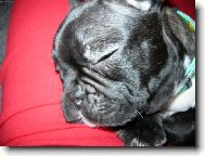 Bouledogue francais, French Bulldog