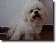 Bichon � poil fris�, Bichon Frise