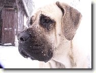 English Mastiff