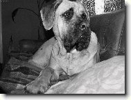 English Mastiff